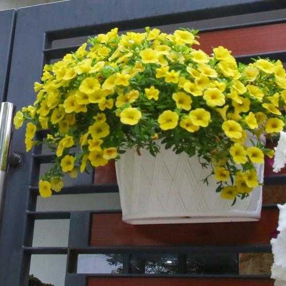 Hoa dạ yến thảo